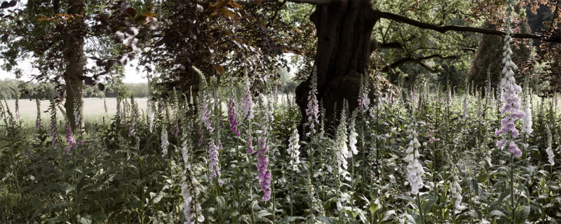 foto fotograaf kunstenaar henriette santing boom beuk bloemen vingerhoedskruid foxlove tree artist photographer photo